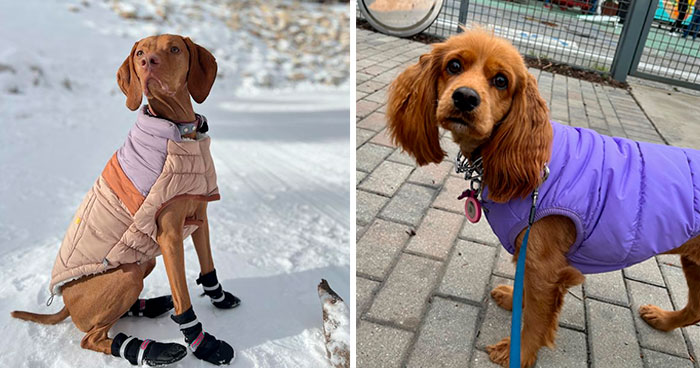 Top 10 Winter Dog Coats: Best Dog Jackets & Warm Winter Coats
