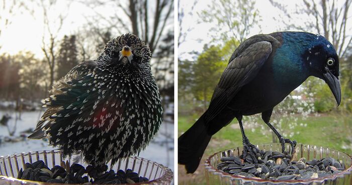 Woman Put a Camera On Bird Feeder In Her Yard, Here Is What It Has Caught (35 New Pics)