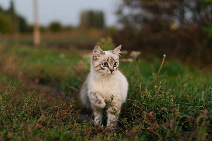 “[Am I The Jerk] For Calling Off My $40K Wedding Because My Fiancé Dropped My Cat Off Somewhere?”