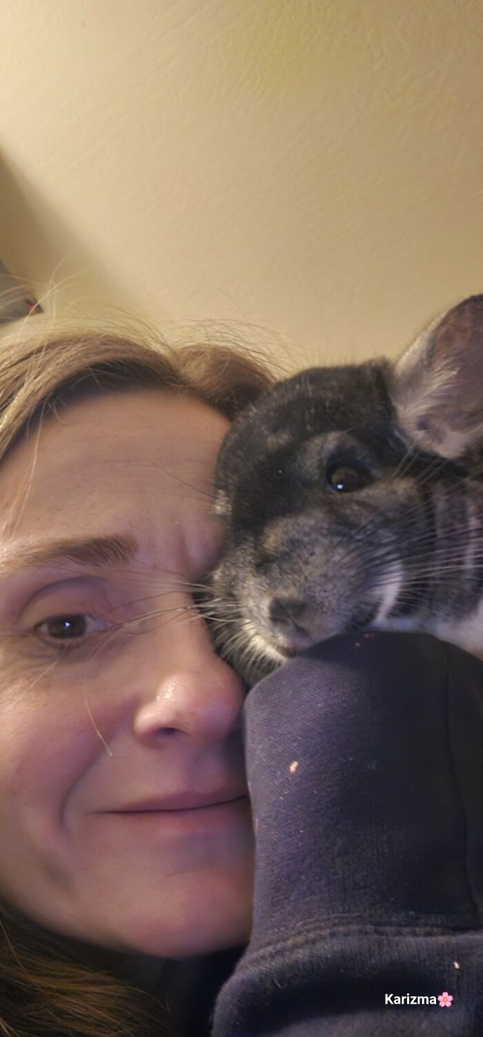 My Chinchilla (Little Bugger Triggers That Cuteness Aggression In Me) Is My Laugh Producer