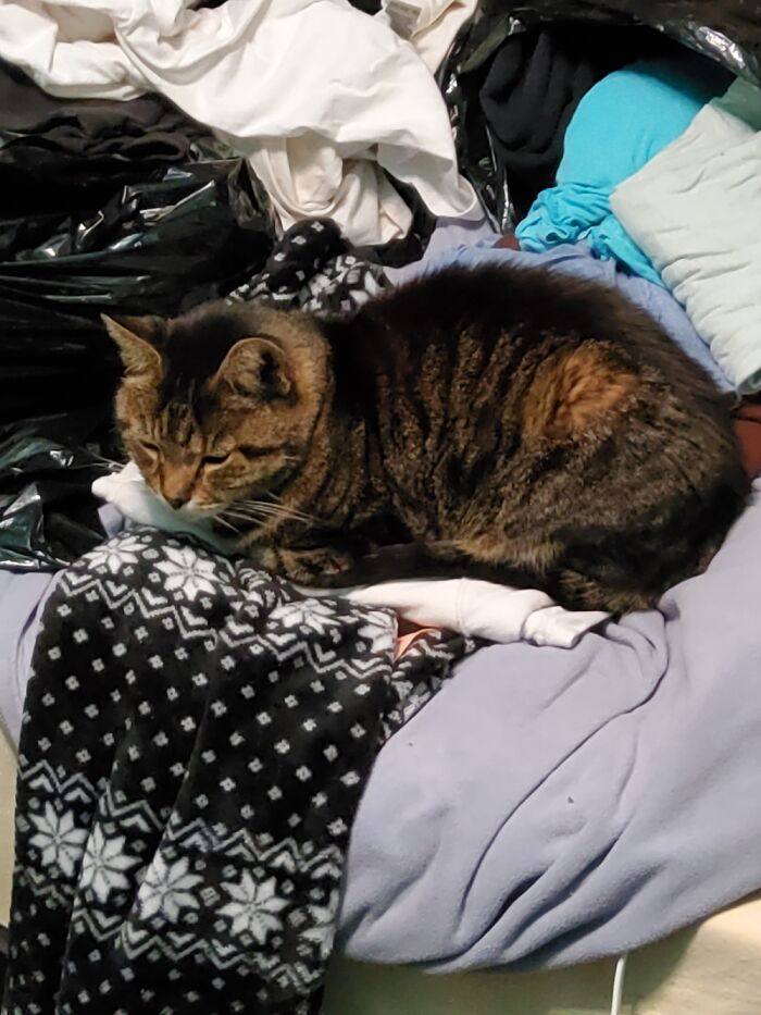 Little Man Decided That This Was The Perfect Time To Visit And Sit On My Bed. Laundry Time!
