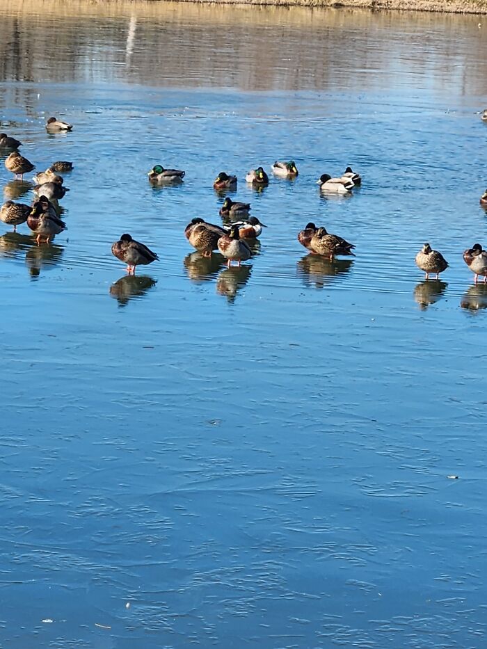 Taken In North Texas. Ducks Walking On The Frozen Pond While Other Ducks Are Swimming