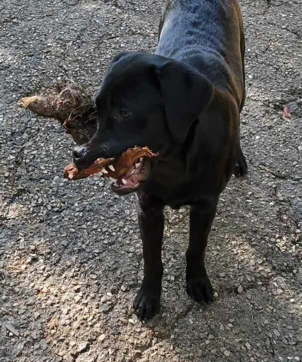 He Really Is A Normal Lab