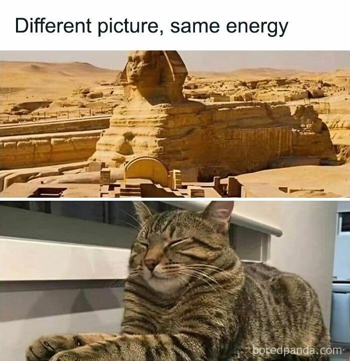 Cat-Memes
