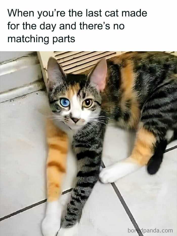50 Cute And Funny Memes That Might Make You Want To Get A Cat Bored Panda