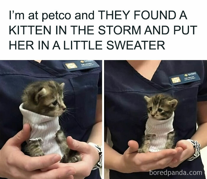 Cat-Memes