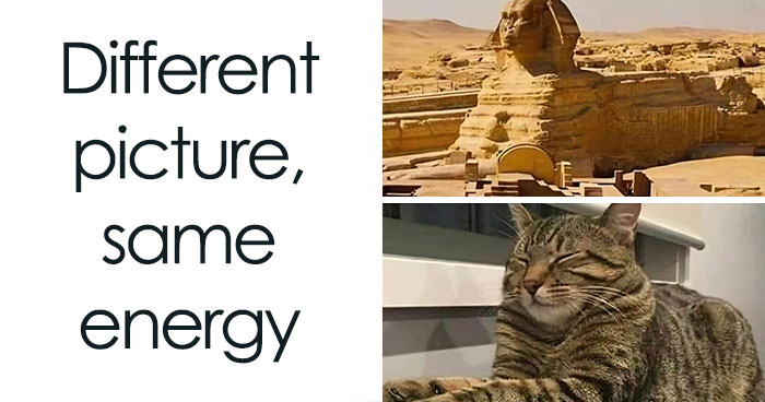 50 Cute And Funny Memes That Might Make You Want To Get A Cat