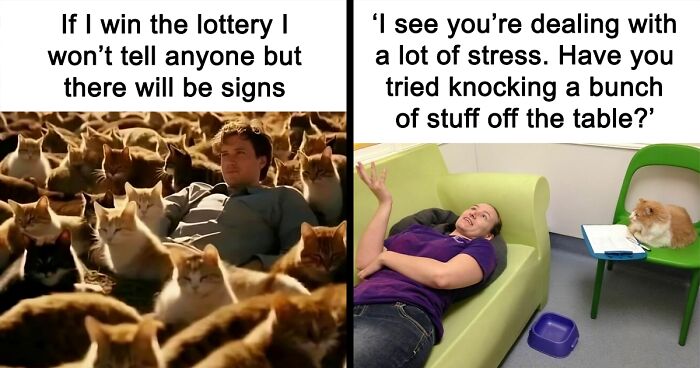 80 Cute And Funny Memes That Might Make You Want To Get A Cat