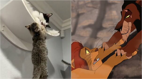cats-lion-king.jpg