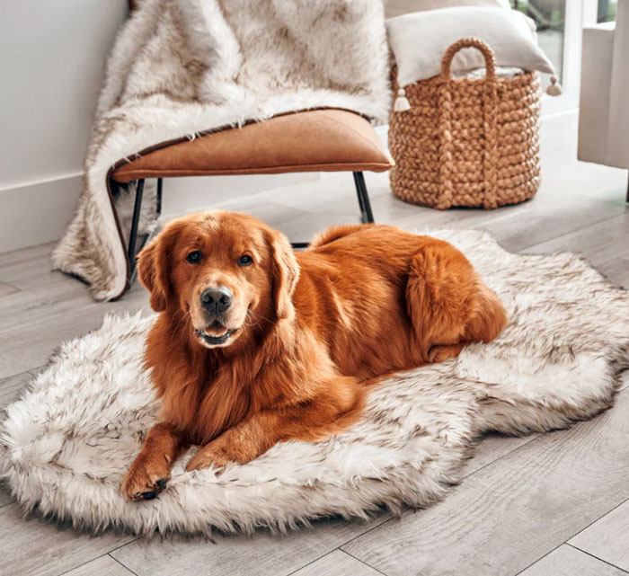 Upgrade Your Fur Baby's Lounging With Paw.com's Affordable, Stylish, And Pet-Approved Furniture!