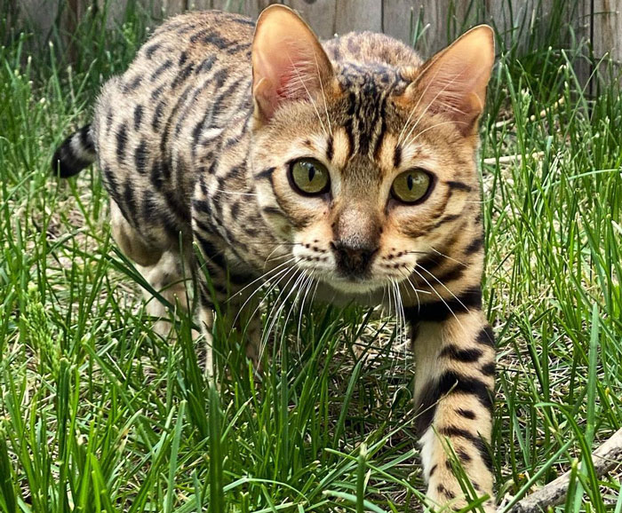 Cheetoh cat exploring grassy yard, showcasing its distinctive spotted coat and alert expression. Cheetoh cat exploring grassy yard, showcasing its distinctive spotted coat and alert expression.