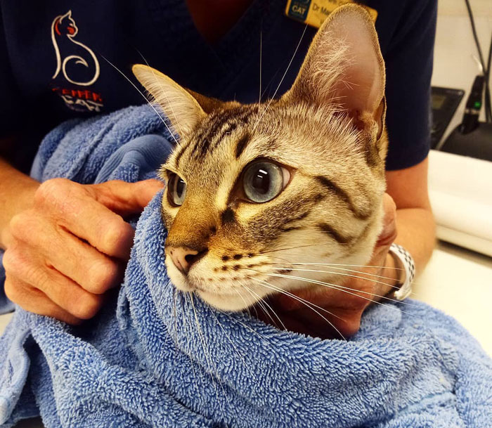 cheetoh cat in a blue towel