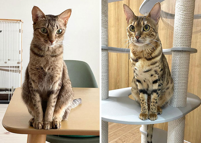 ocicat (left), bengal cat (right)