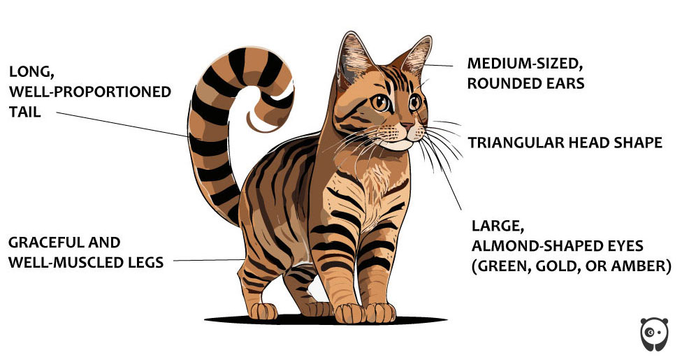 Illustration of a Cheetoh cat with descriptions of features like well-proportioned tail and almond-shaped eyes. Illustration of a Cheetoh cat with descriptions of features like well-proportioned tail and almond-shaped eyes.