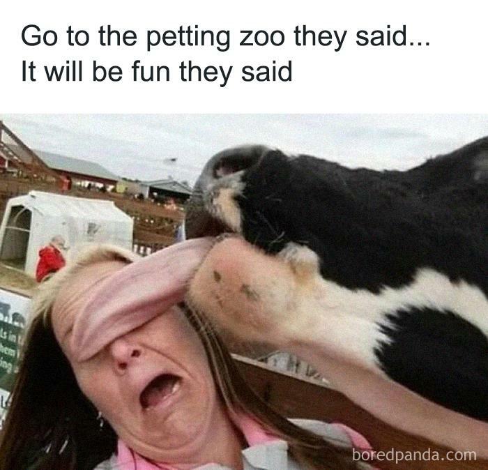 Funny-Out-Of-Context-Animals-Memes