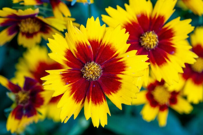 yellow and red flower in close up photography yellow and red flower in close up photography