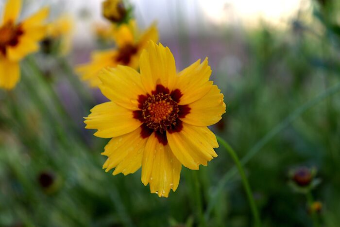 tickseed flower coreopsis tickseed flower coreopsis