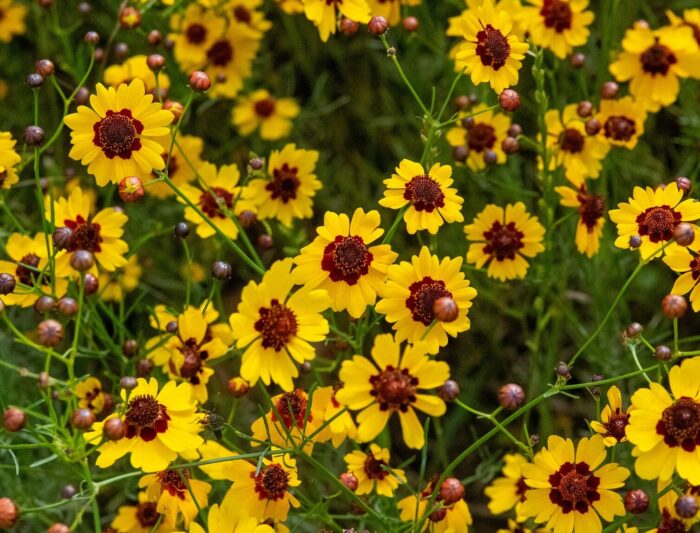coreopsis bloom flowers in summer coreopsis bloom flowers in summer