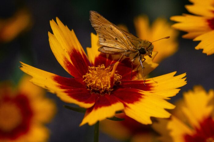 brown moth on yellow and red flower