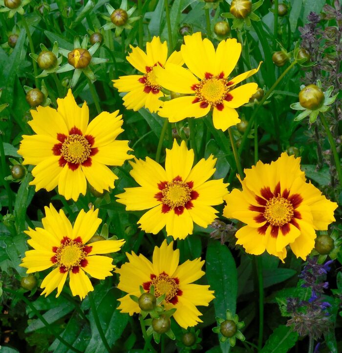 coreopsis plant flowers yellow