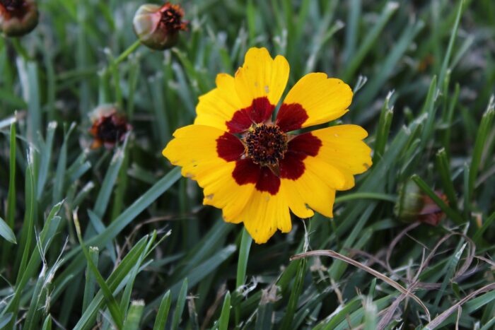 coreopsis yellow red flower floral
