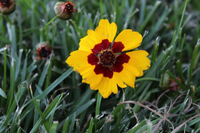 coreopsis yellow red flower floral coreopsis yellow red flower floral