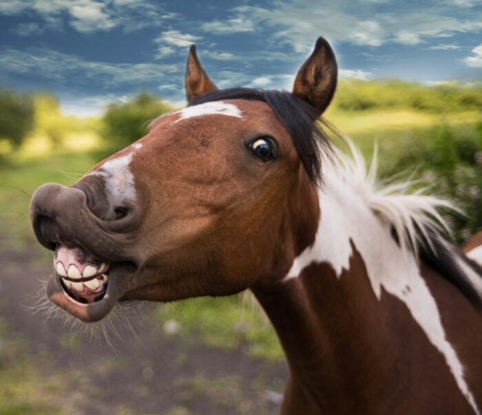 close-up photography of brown horse laughing