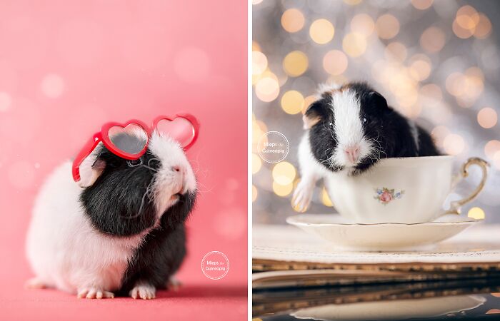Meet Lies, My Guinea Pig That Might Melt Your Heart (20 Pics)