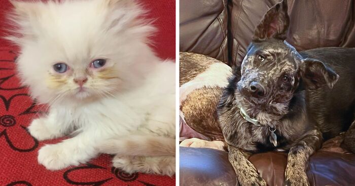 113 Precious Pics Of Adopted Pets Who Will Never Have To Be Alone Again (February Edition)