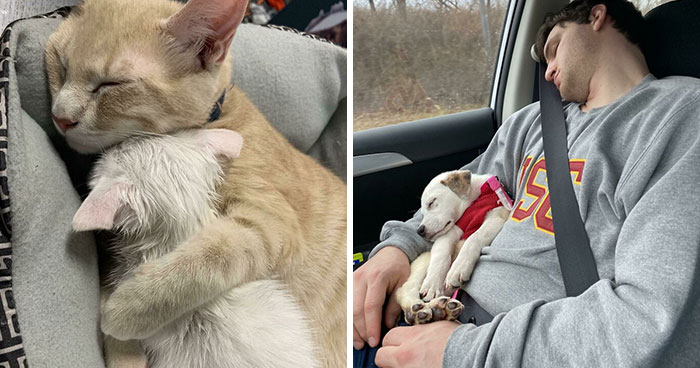 50 Of The Most Heartwarming Pics And Stories Of Happily Adopted Pets (Best-Of-All-Time Edition)