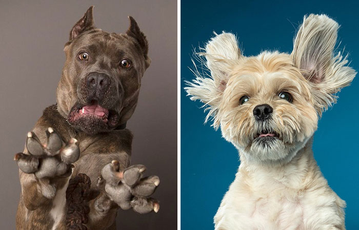 Derpy Dogs: 30 Adorable Photographs Of Paws, Noses, And Wagging Tails By Kevin Sarasom