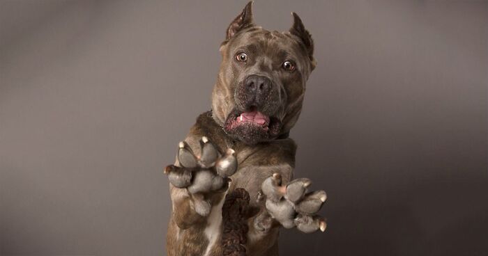 Derpy Dogs: 30 Adorable Photographs Of Paws, Noses, And Wagging Tails By Kevin Sarasom