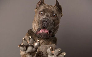 This Photographer Has A Knack For Capturing The Quirks And Adorable Expressions Of Dogs (40 Pics)