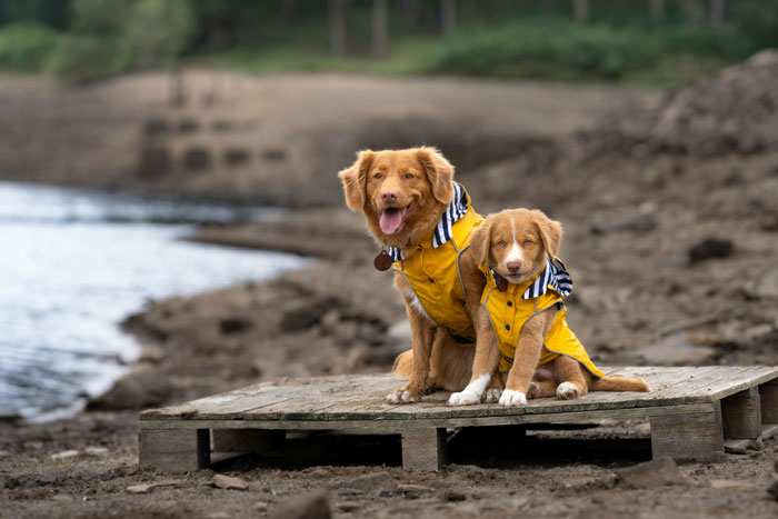 two dogs in yellow coats