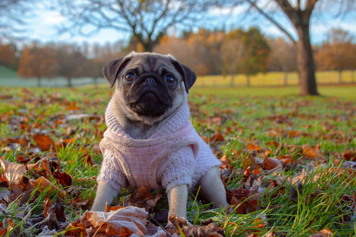 dog in a coat sitting on the grass