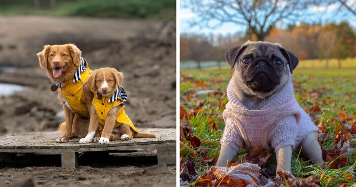 Do Dogs Need A Winter Coat? Vet’s Insight