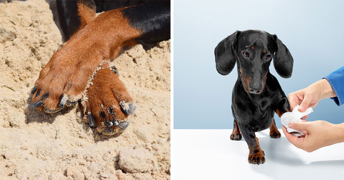 Caring for Your Dog’s Broken Nail: Vet Advice and First Aid Suggestions