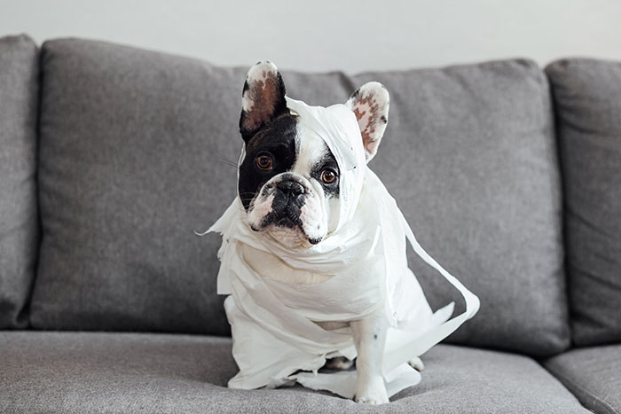 Image of french bulldog embalmed with toilet paper on couch.