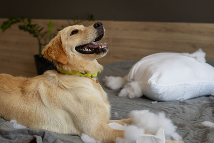 Image of dog playing with pillow.