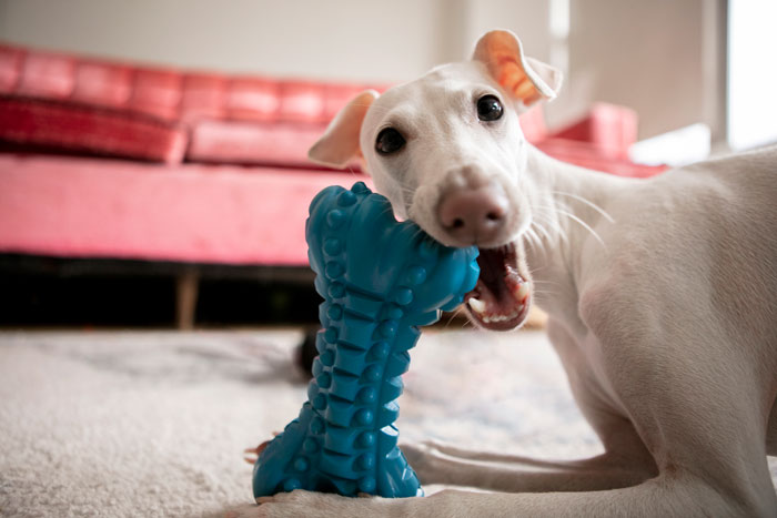 dog eating toy