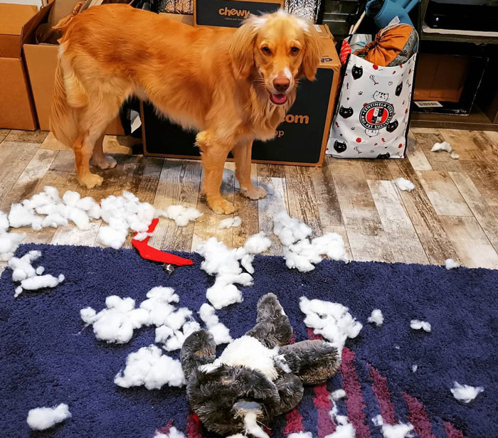 dog ate a stuffed toy