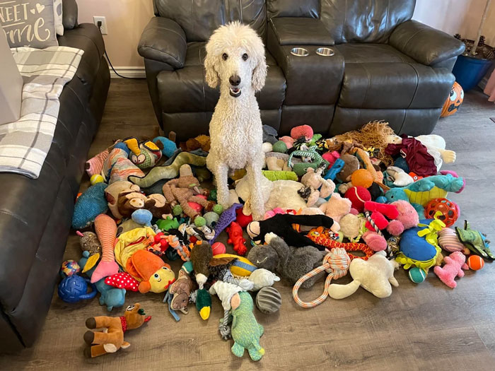 dog and a lot of toys around