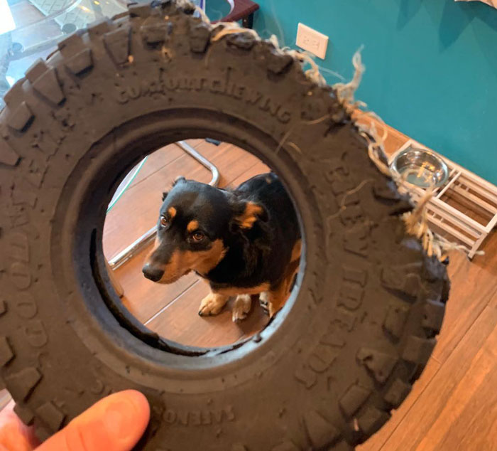 look of the dog through the toy wheel 