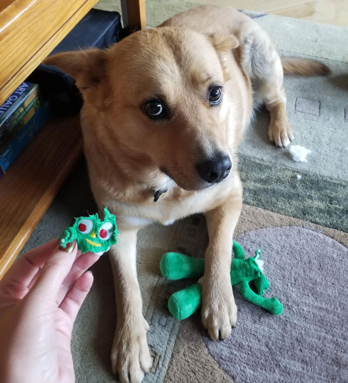 dog ate a green toy