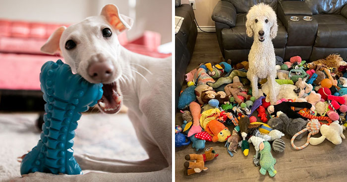 Why Is My Dog Eating Toys? A Vet’s Guide
