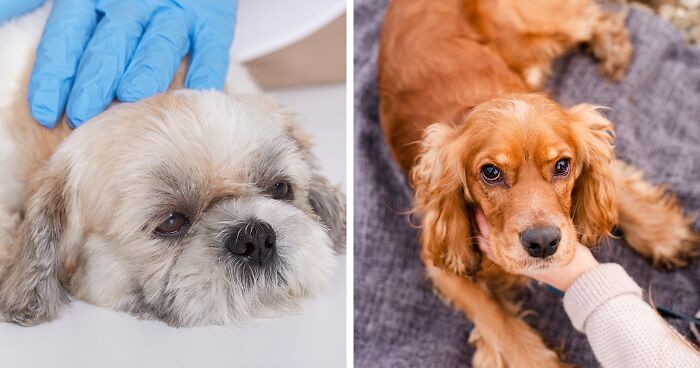 Common Neurological Disorders in Dogs Explained