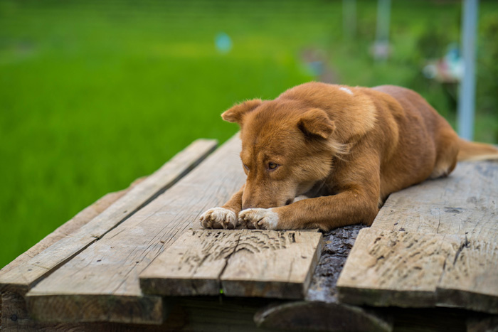 brown dog lying on a wooden stairs