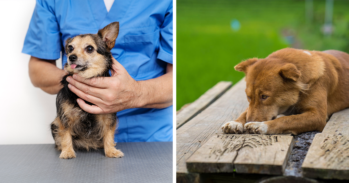 Understanding Dog Regurgitation: Causes, Symptoms | Bored Panda