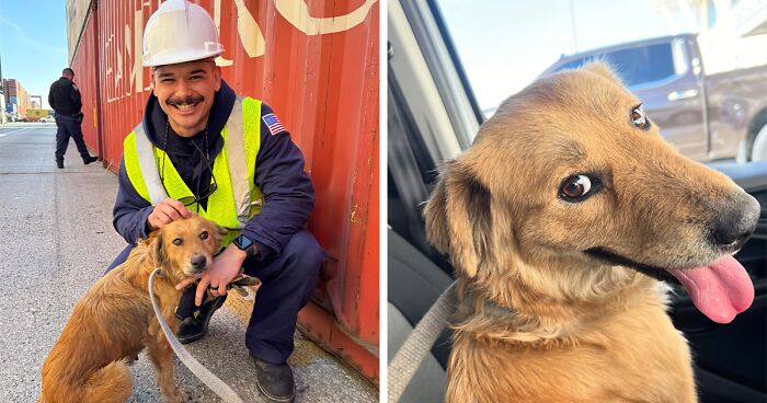 Saved After 8 Days In A Shipping Container, Connie The Dog Is Revealed To Be Expecting