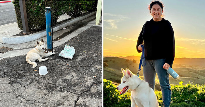 Finding Freedom: Buckley, The Dog Bound To A Pole, Embraces A Forever Home